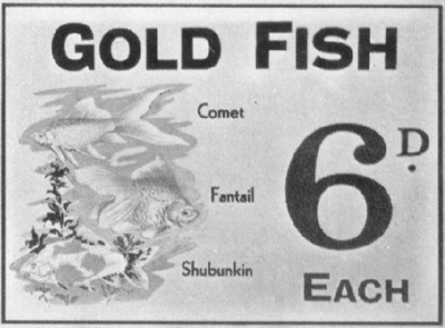 Only at Woolworths could you possibly buy a Goldfish (alive) for sixpence on the counter next to the one where you could buy a tin of pilchards for the same price! Click for a larger copy in a new window.