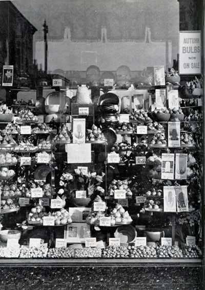 Woolworths windows (which changed twice a week) provided a sure sign that Spring had sprung when the bulbs came out. The street-side display was designed to lure customers in to see the whole counters full of garden products at the end of February each year.  Click the picture for a larger version in a new window.